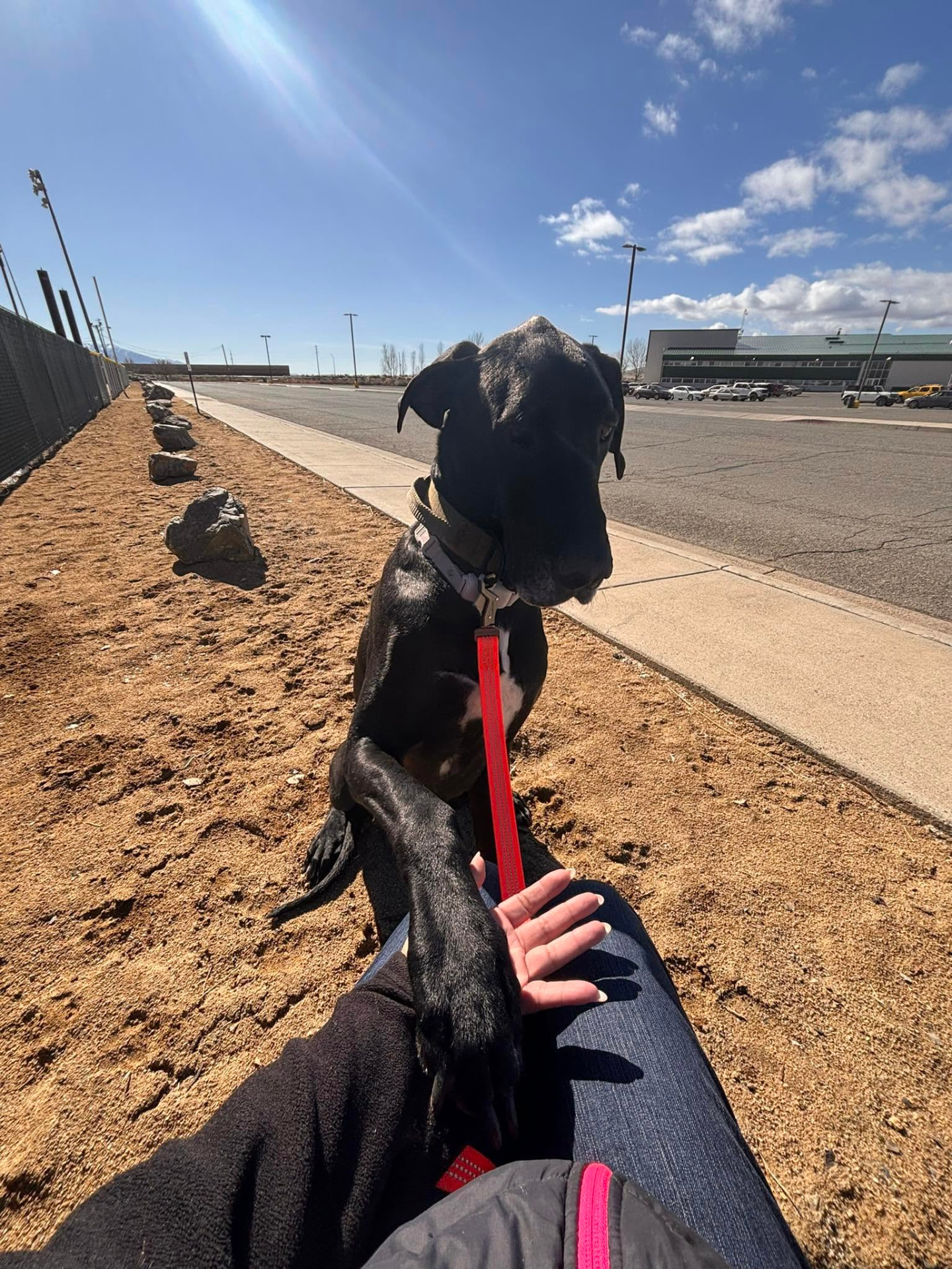 A large black Great Dane resting its paw on a transporter's lap during a rest stop on the road