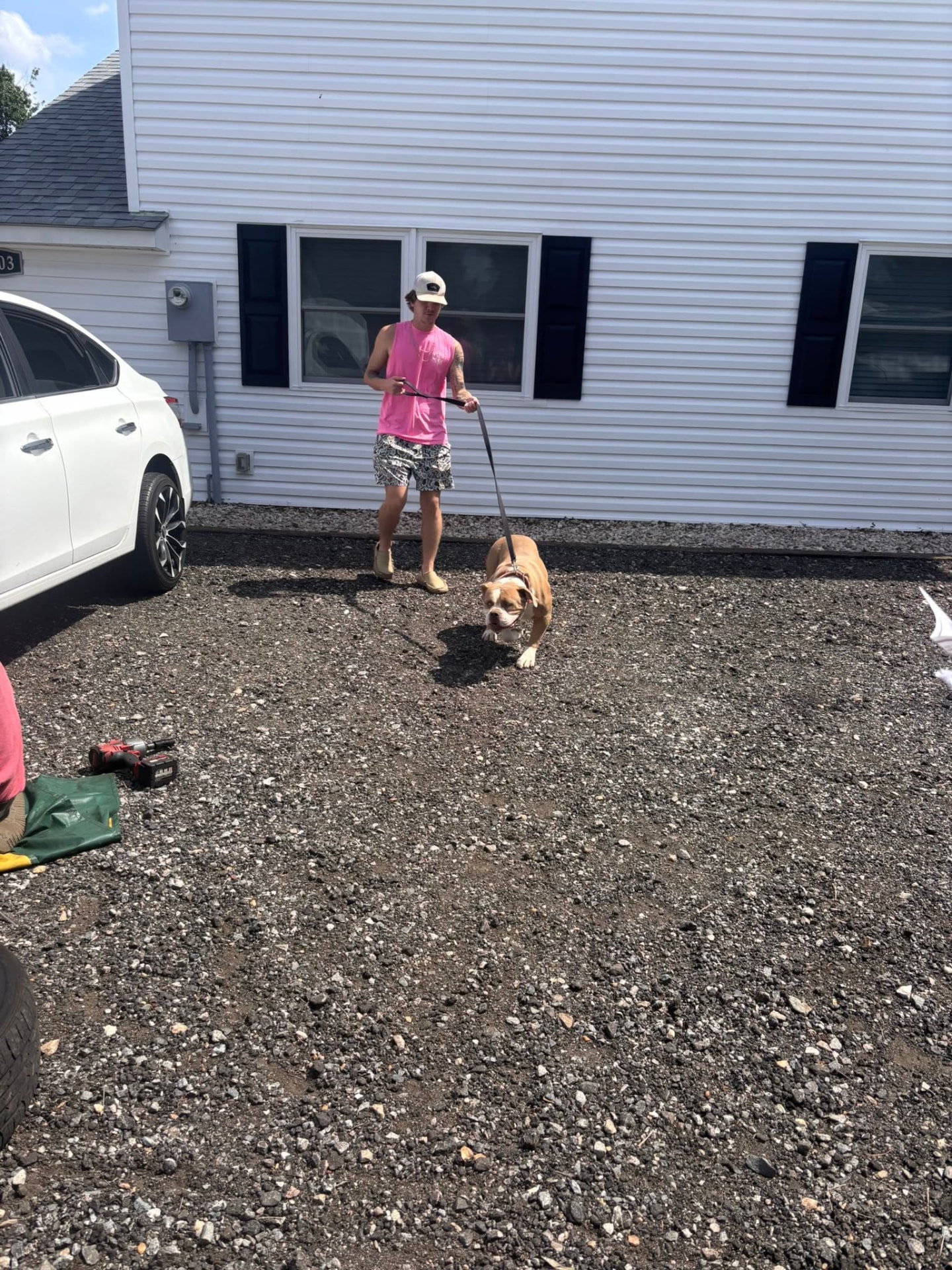 Bulldog being walked on a leash during a scheduled potty and stretch break