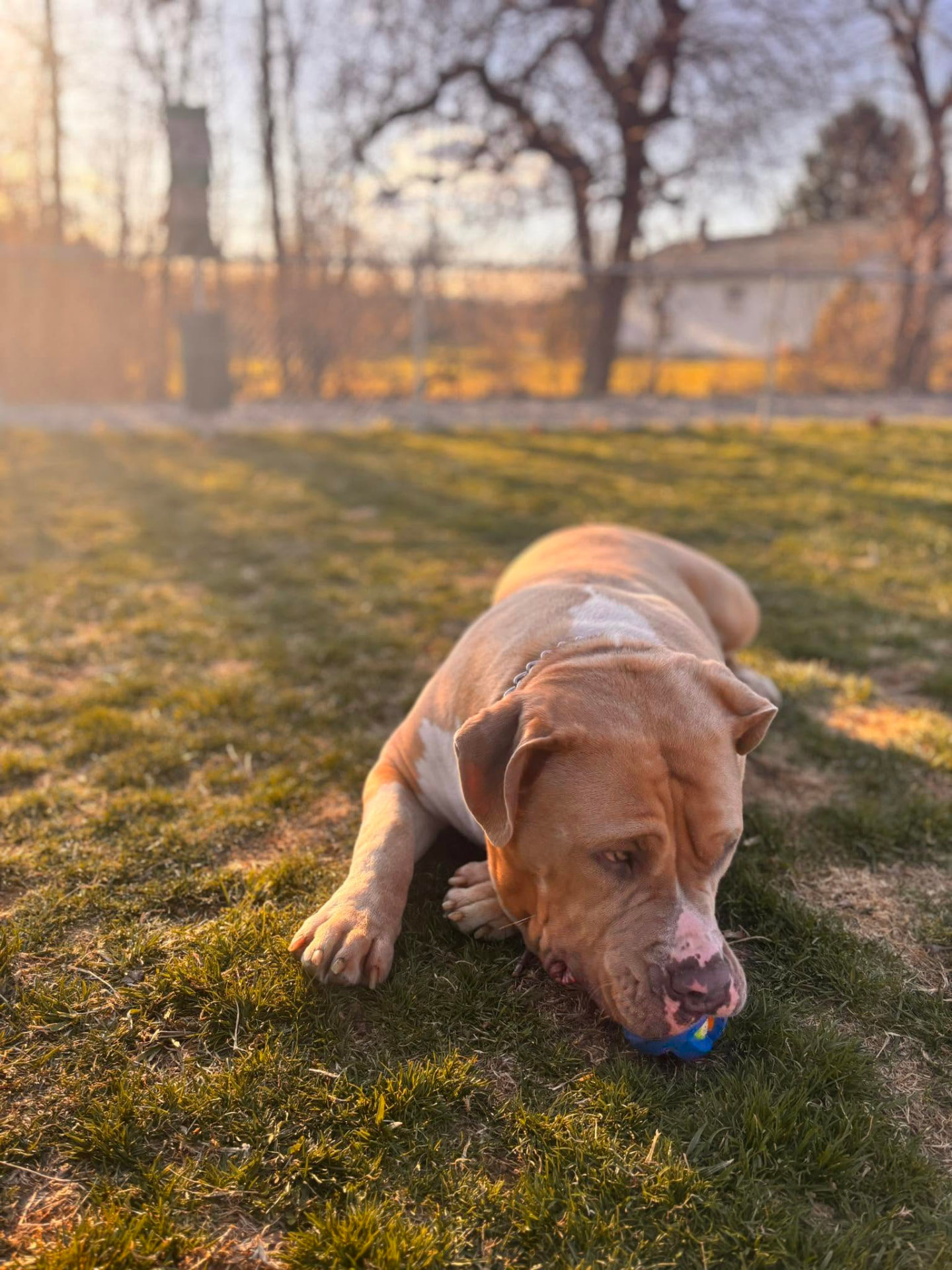 Tan bulldog relaxing on the grass with a ball during a golden-hour exercise break