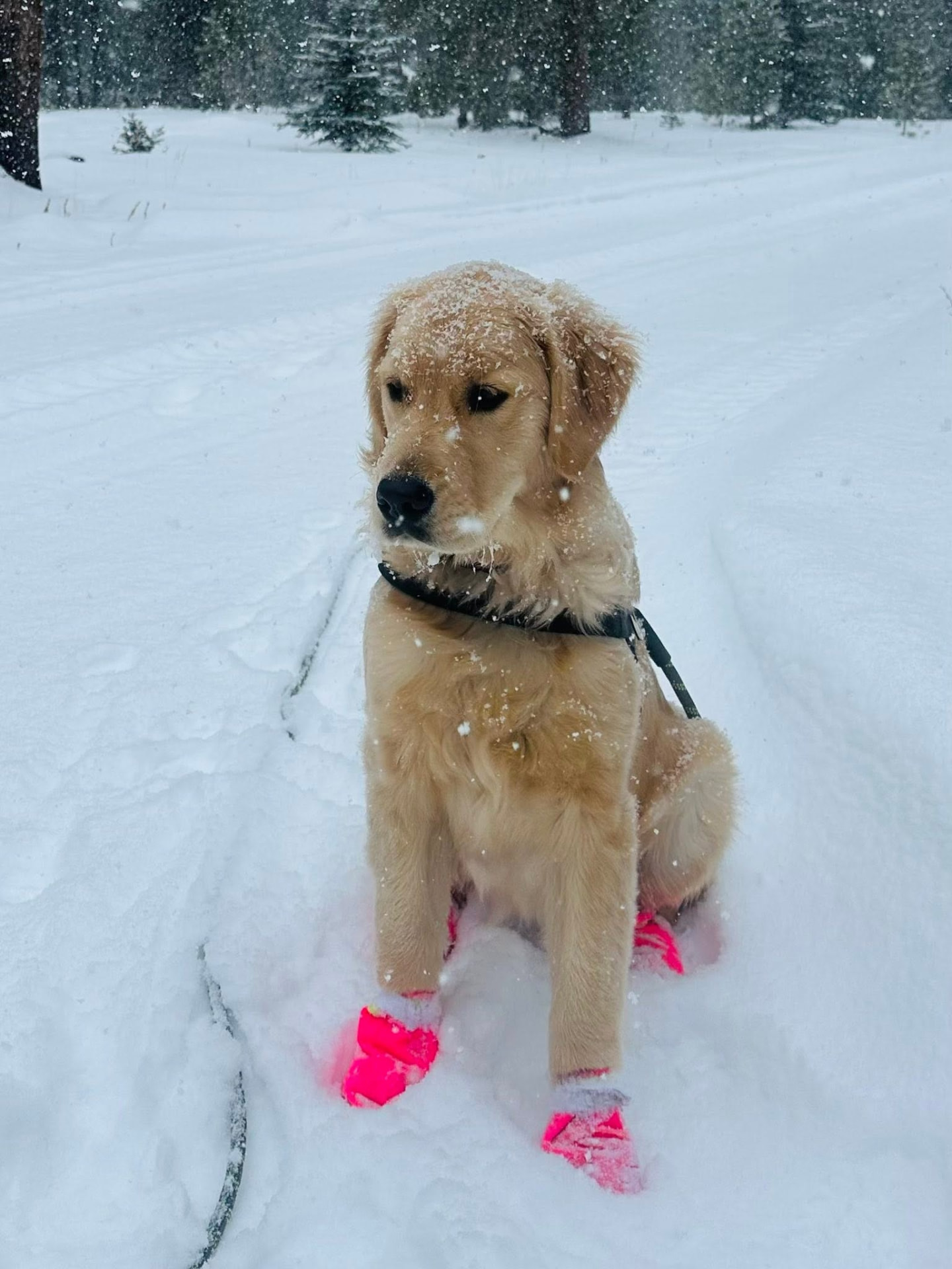 Golden retriever puppy in pink snow booties sitting calmly in fresh snow during a winter transport stop